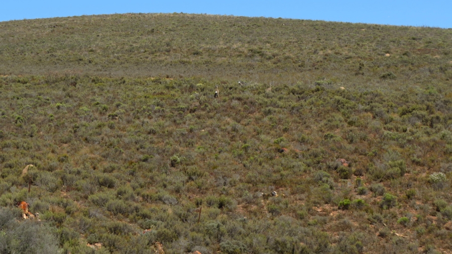 Commercial Property for Sale in Montagu Rural Western Cape